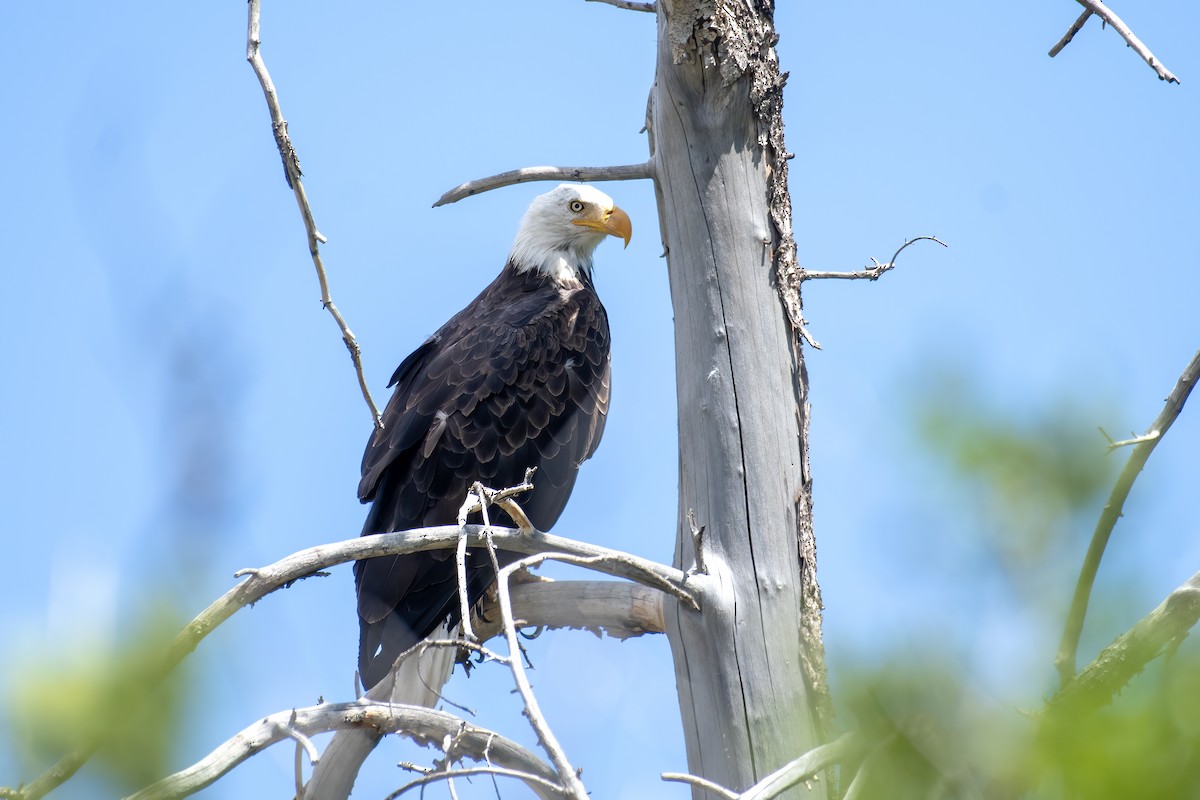 Bald Eagle - ML656517829