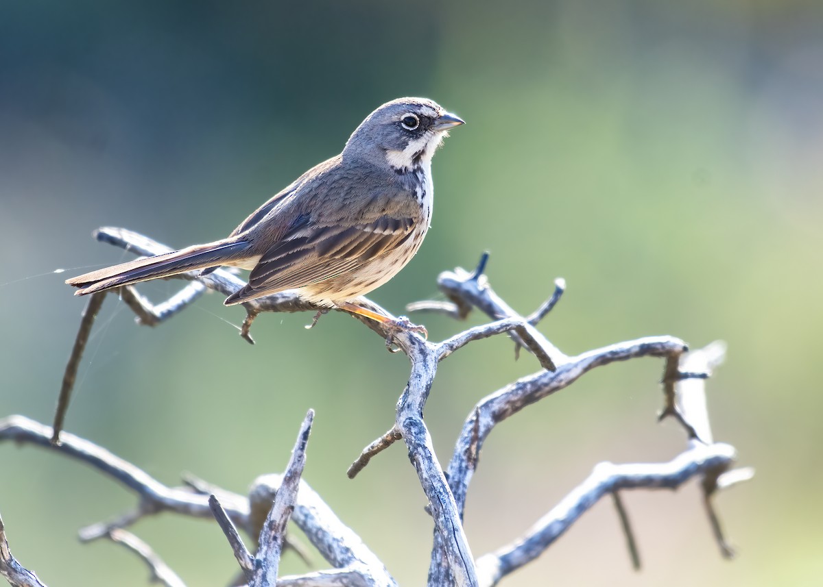Bell's Sparrow - ML656517997
