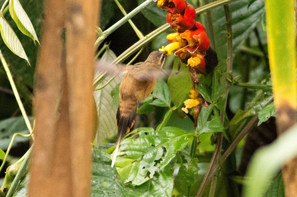 kolibřík dlouhozobý - ML65651811