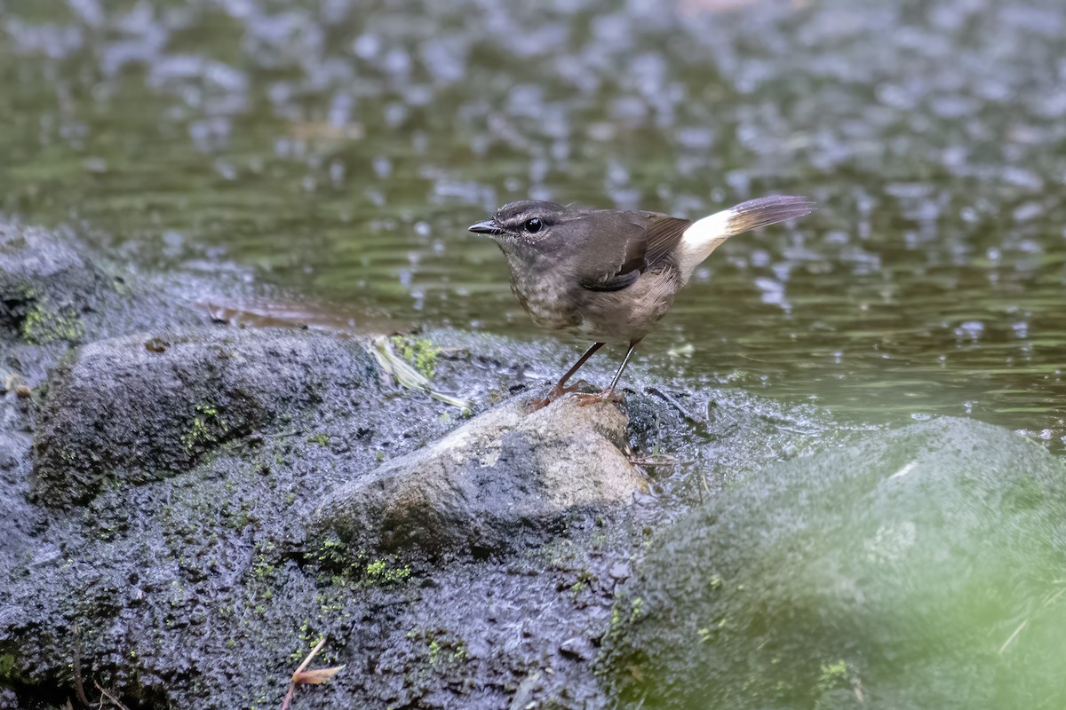 Buff-rumped Warbler - ML656518184