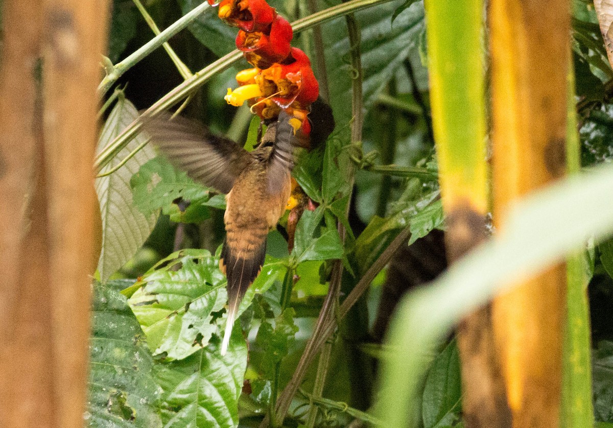 kolibřík dlouhozobý - ML65651831