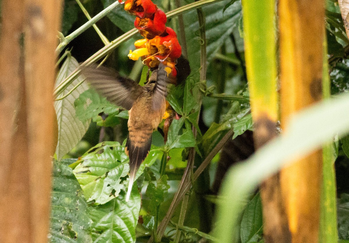 Great-billed Hermit - ML65651831