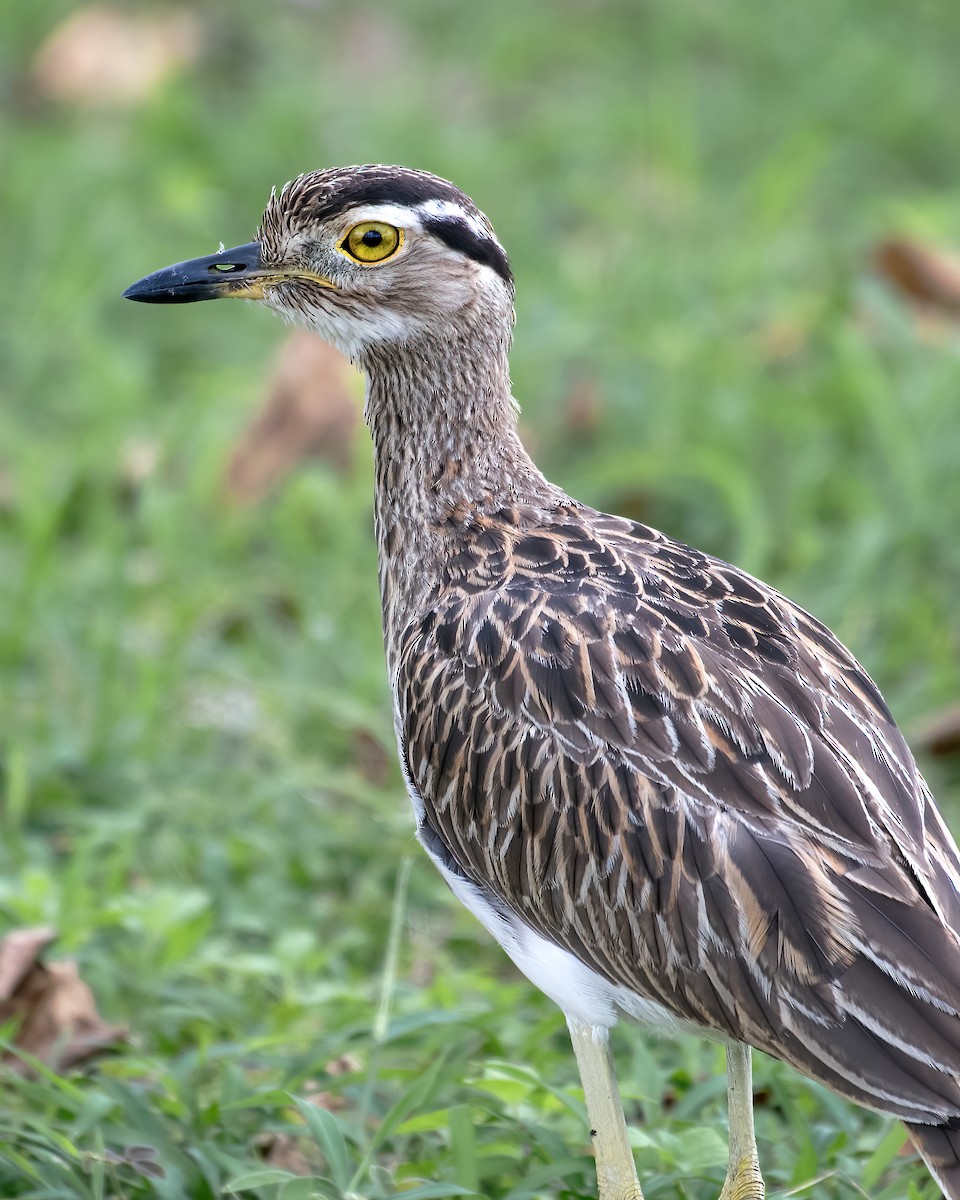 Double-striped Thick-knee - ML656518324