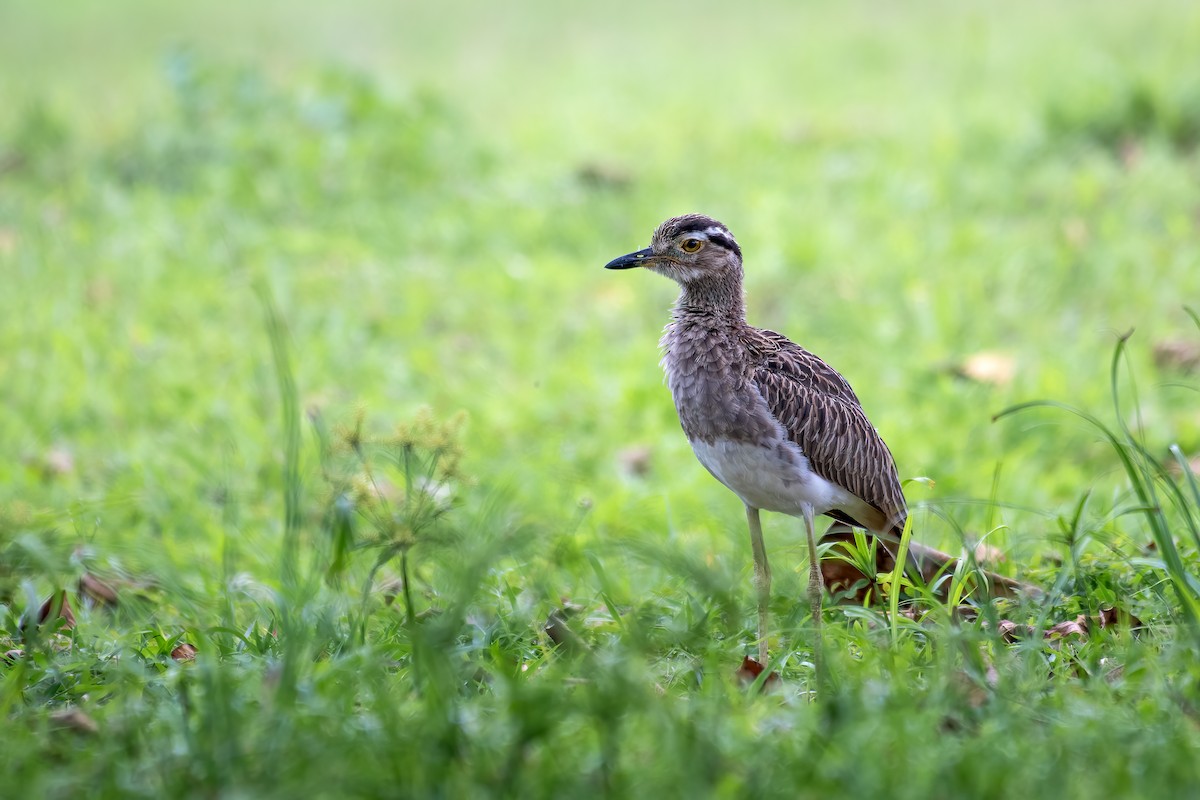 Double-striped Thick-knee - ML656518325