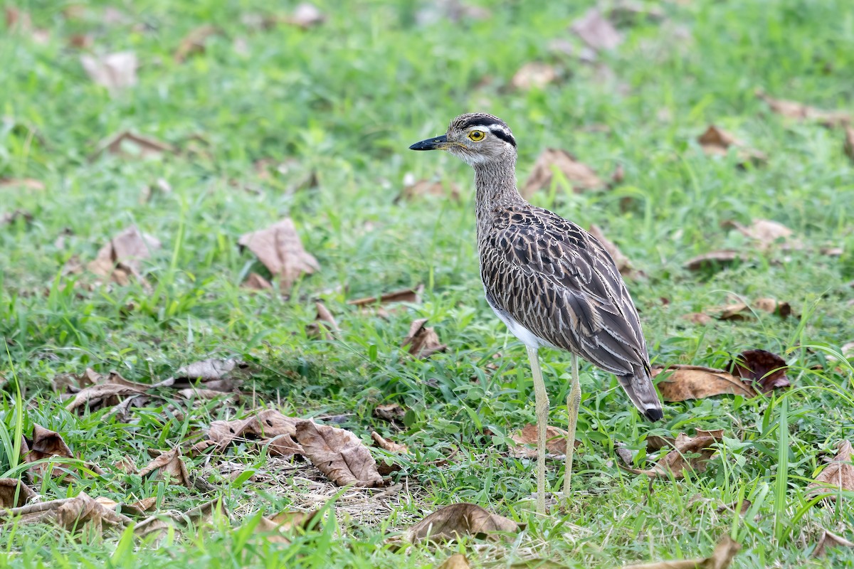 Double-striped Thick-knee - ML656518326