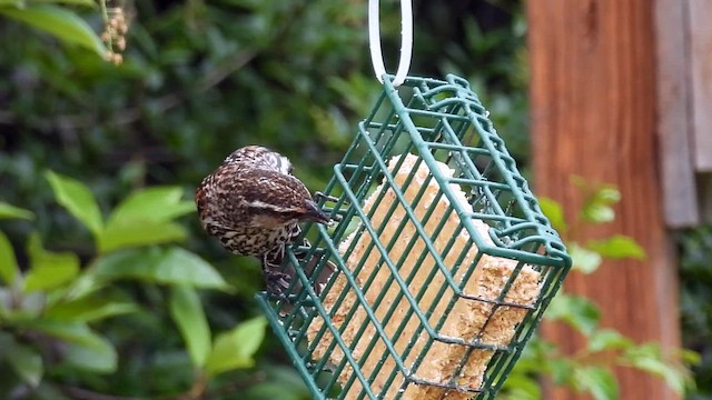 Red-winged Blackbird - ML656518343
