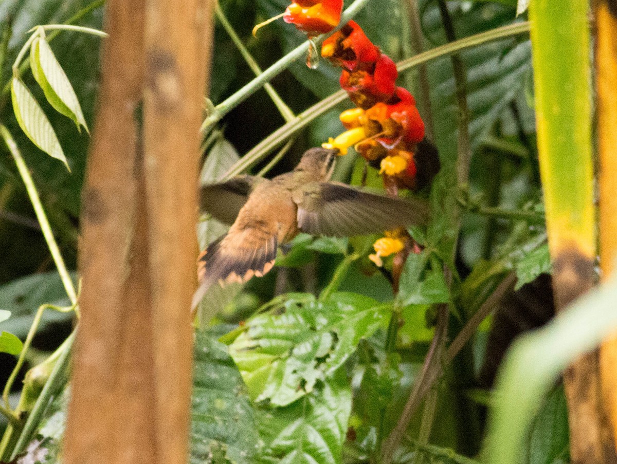 Great-billed Hermit - Paul Fenwick