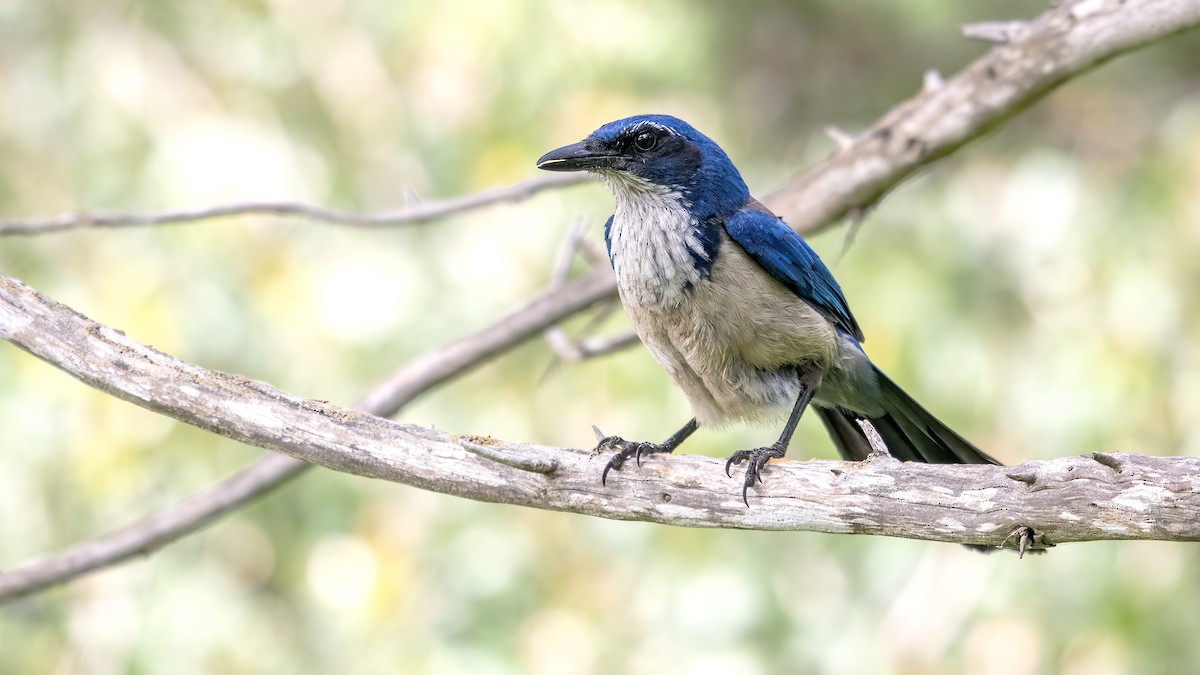 Island Scrub-Jay - ML656518467