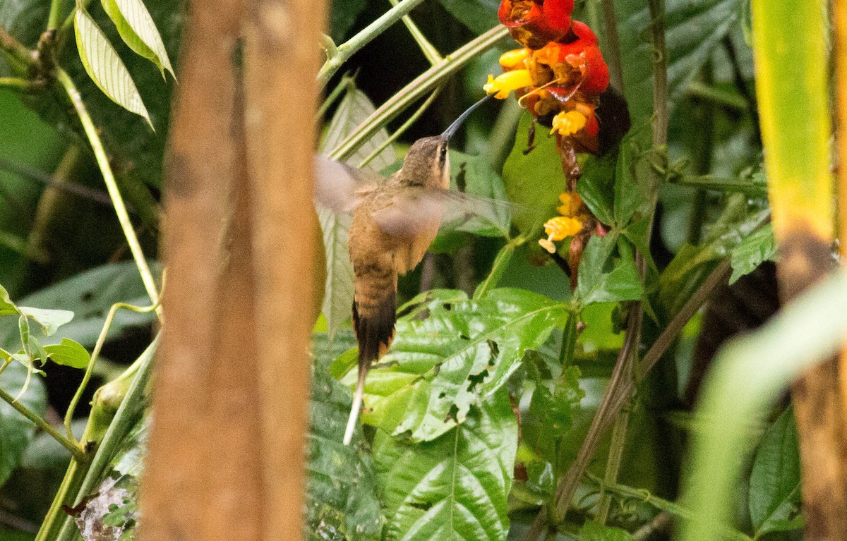 Большеклювый колибри-отшельник - ML65651851