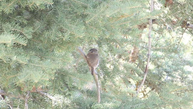 Northern Pygmy-Owl - ML656518610