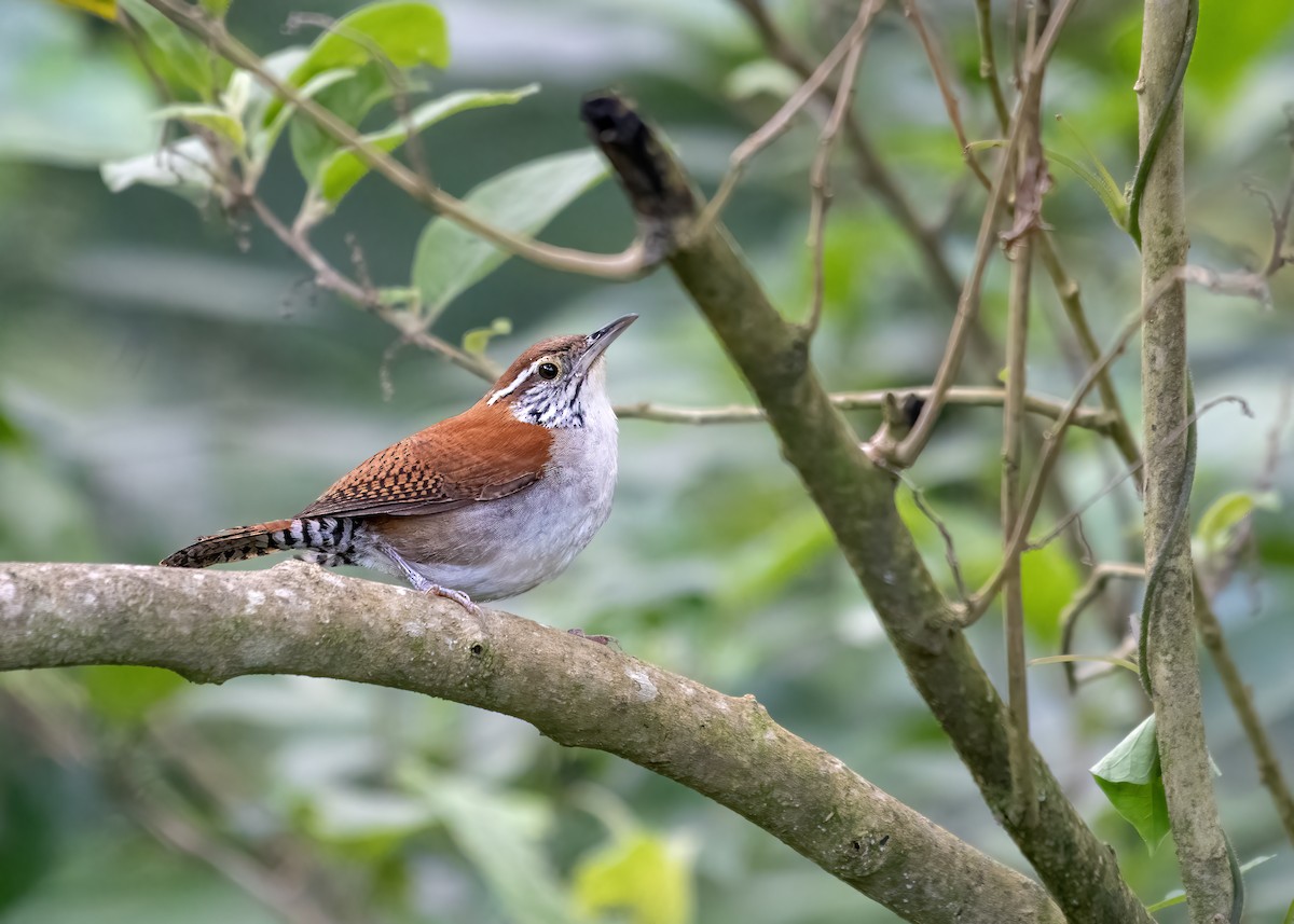 Rufous-and-white Wren - ML656518626