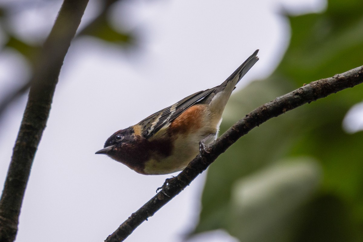Bay-breasted Warbler - ML656518718