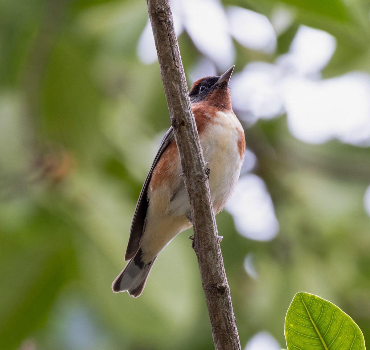 Bay-breasted Warbler - ML656518719