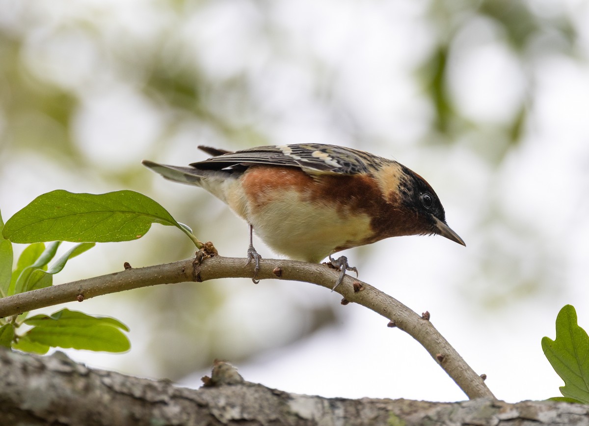 Bay-breasted Warbler - ML656518720
