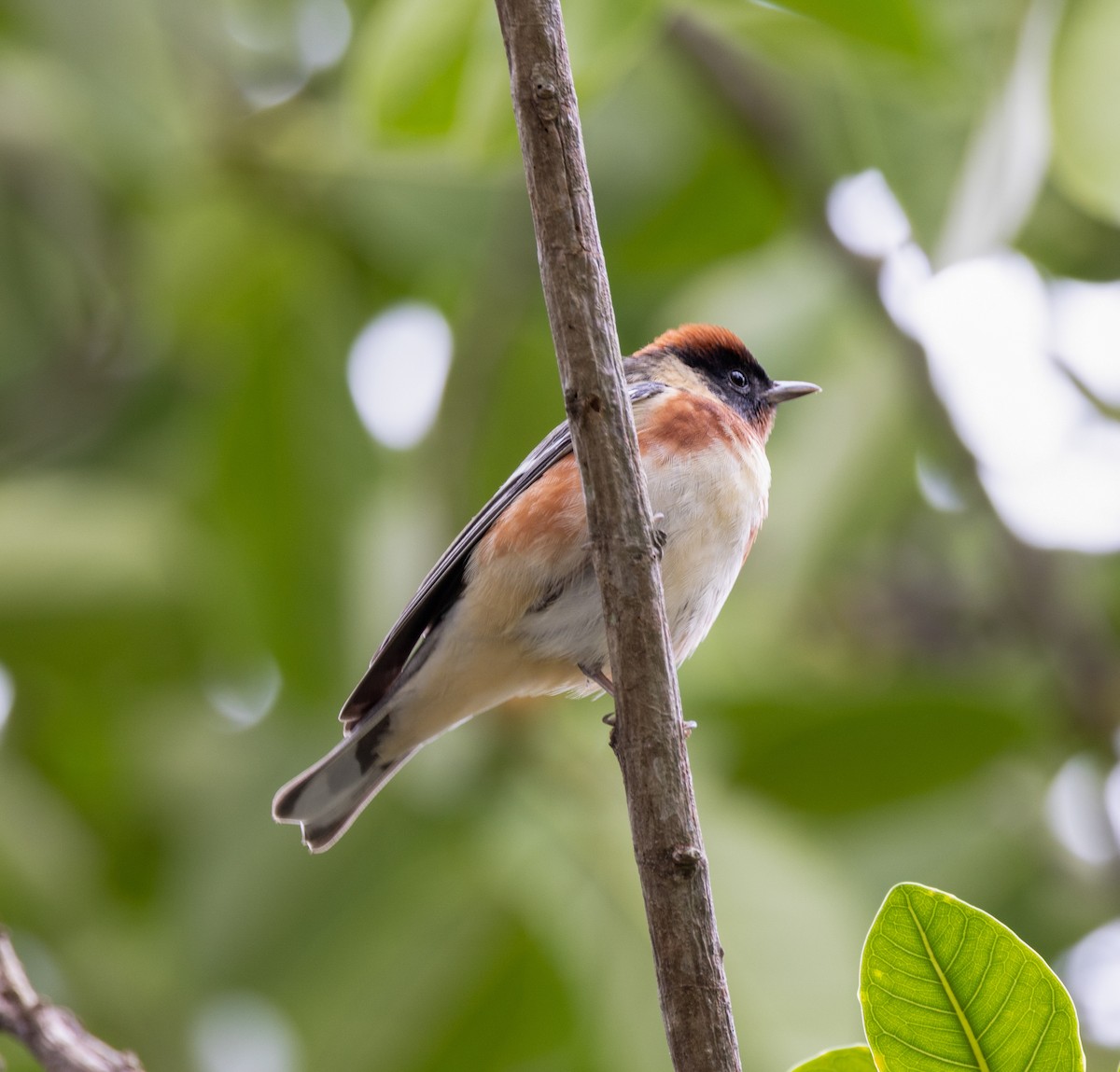 Bay-breasted Warbler - ML656518721