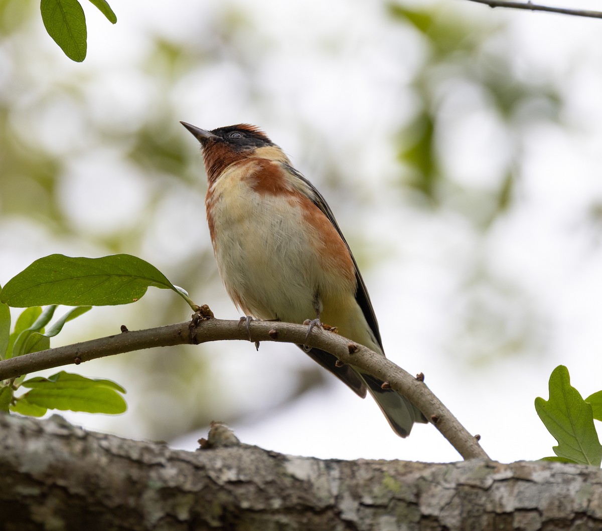 Bay-breasted Warbler - ML656518723