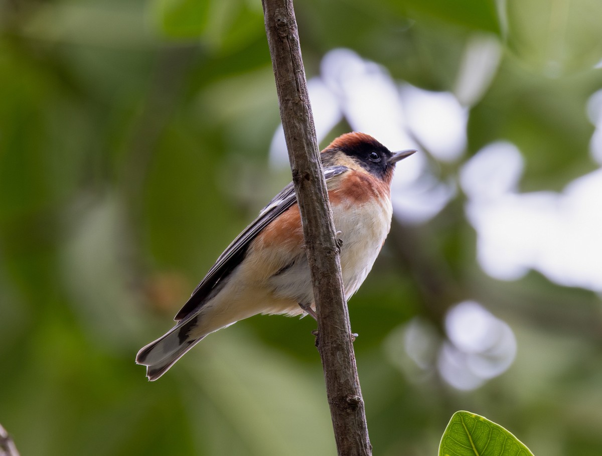 Bay-breasted Warbler - ML656518724