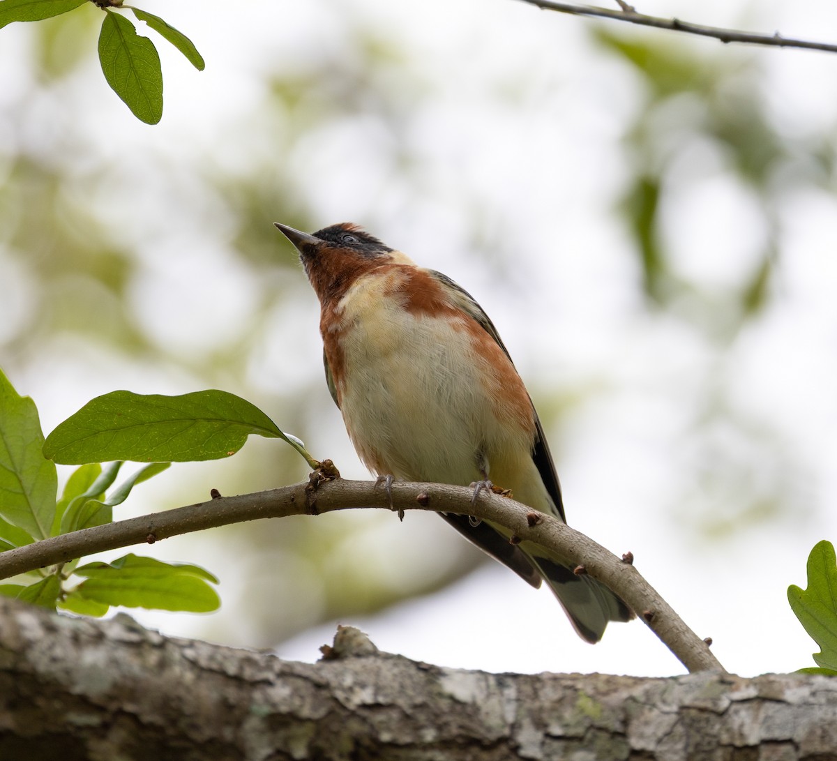 Bay-breasted Warbler - ML656518725