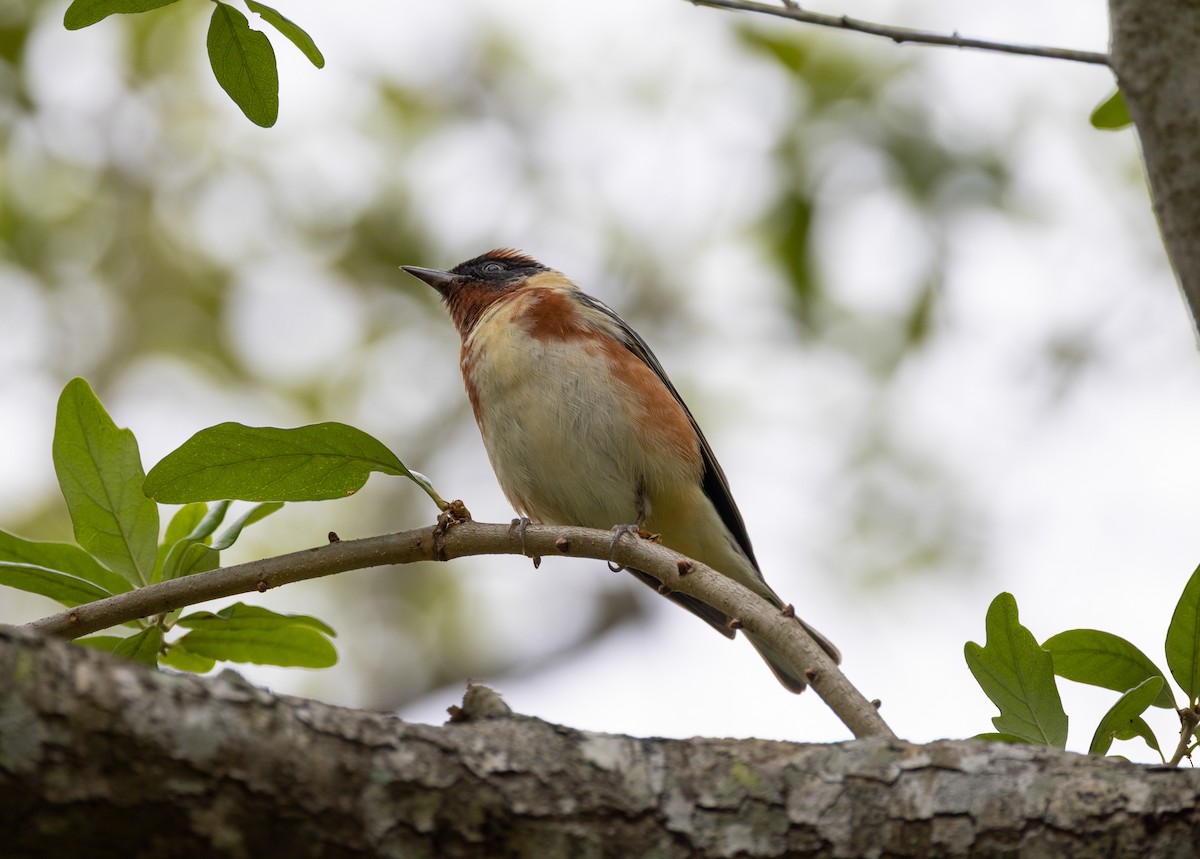 Bay-breasted Warbler - ML656518726