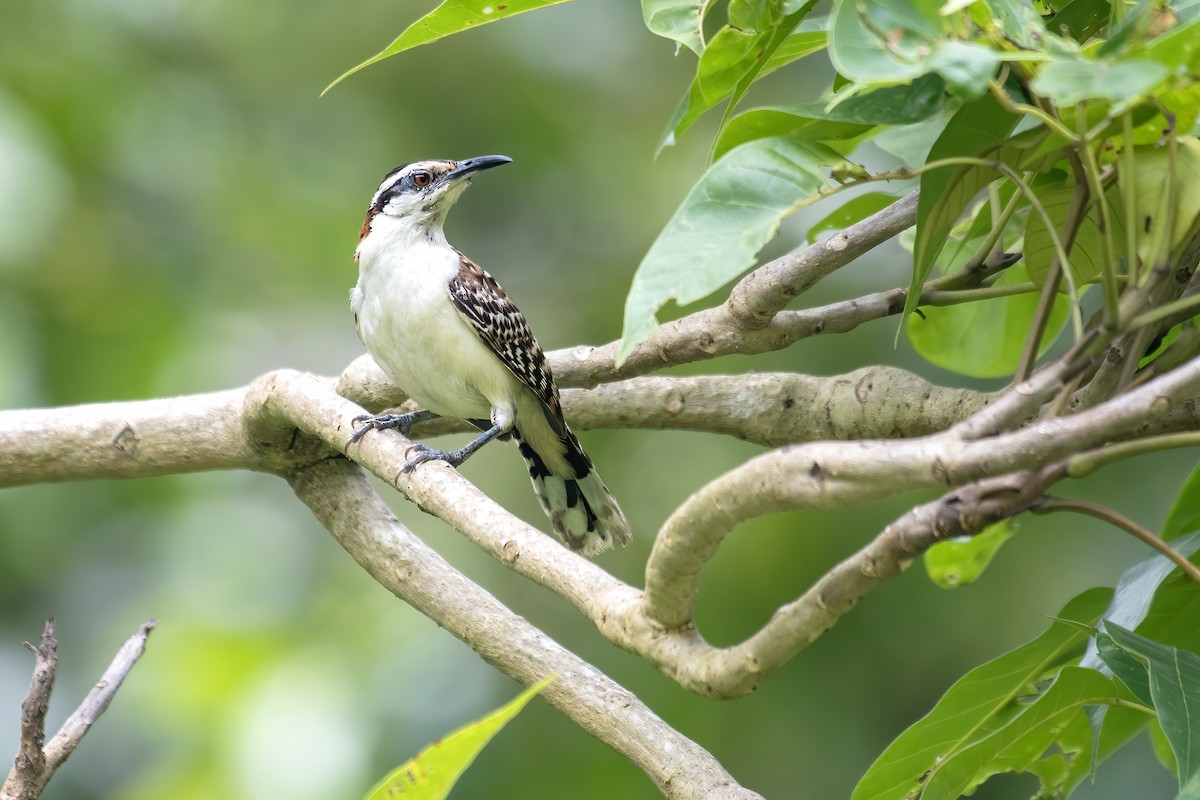 Rufous-backed Wren - ML656518744