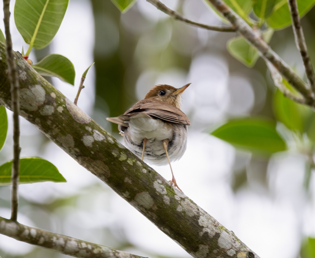 Veery - ML656518769