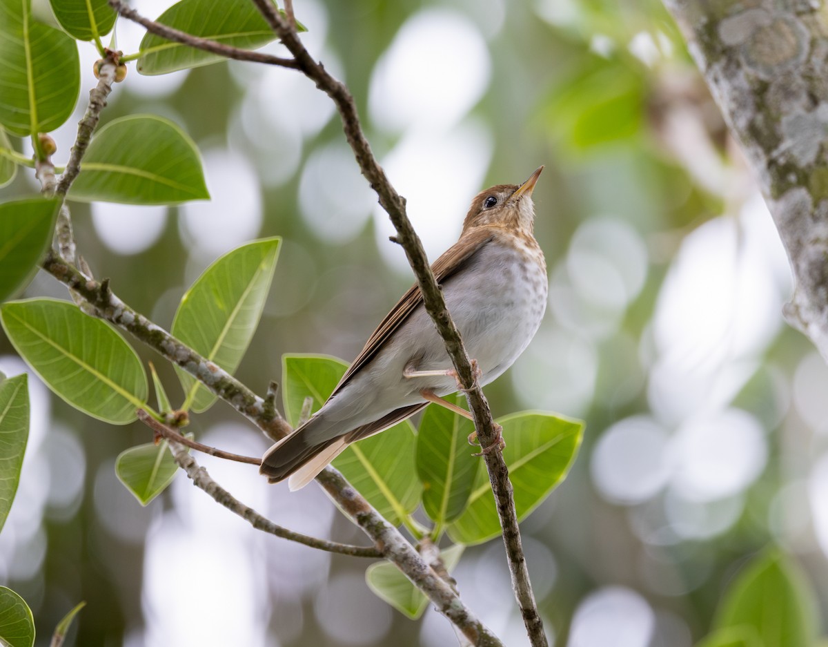 Veery - ML656518770