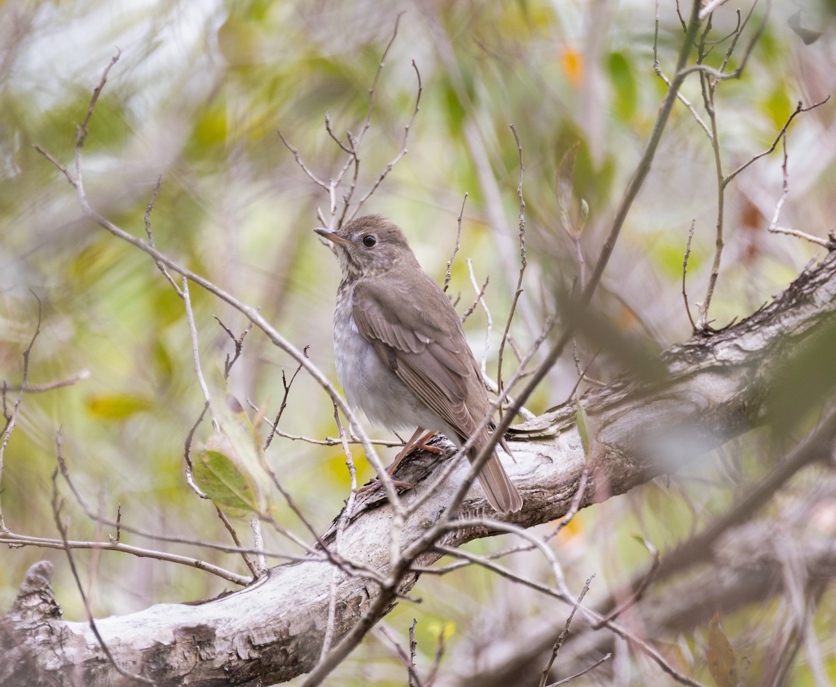 Gray-cheeked Thrush - ML656518794