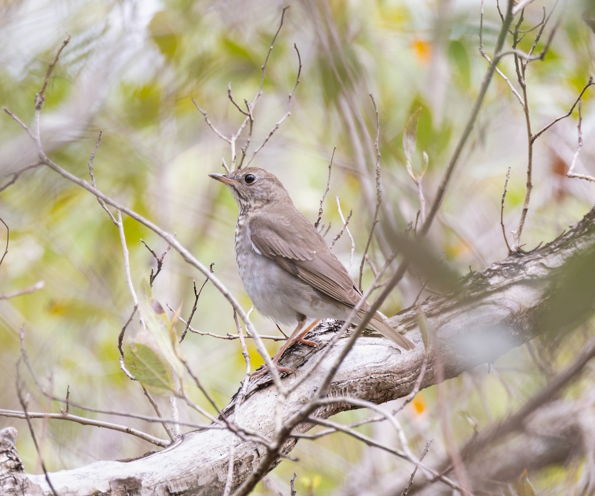 Gray-cheeked Thrush - ML656518795