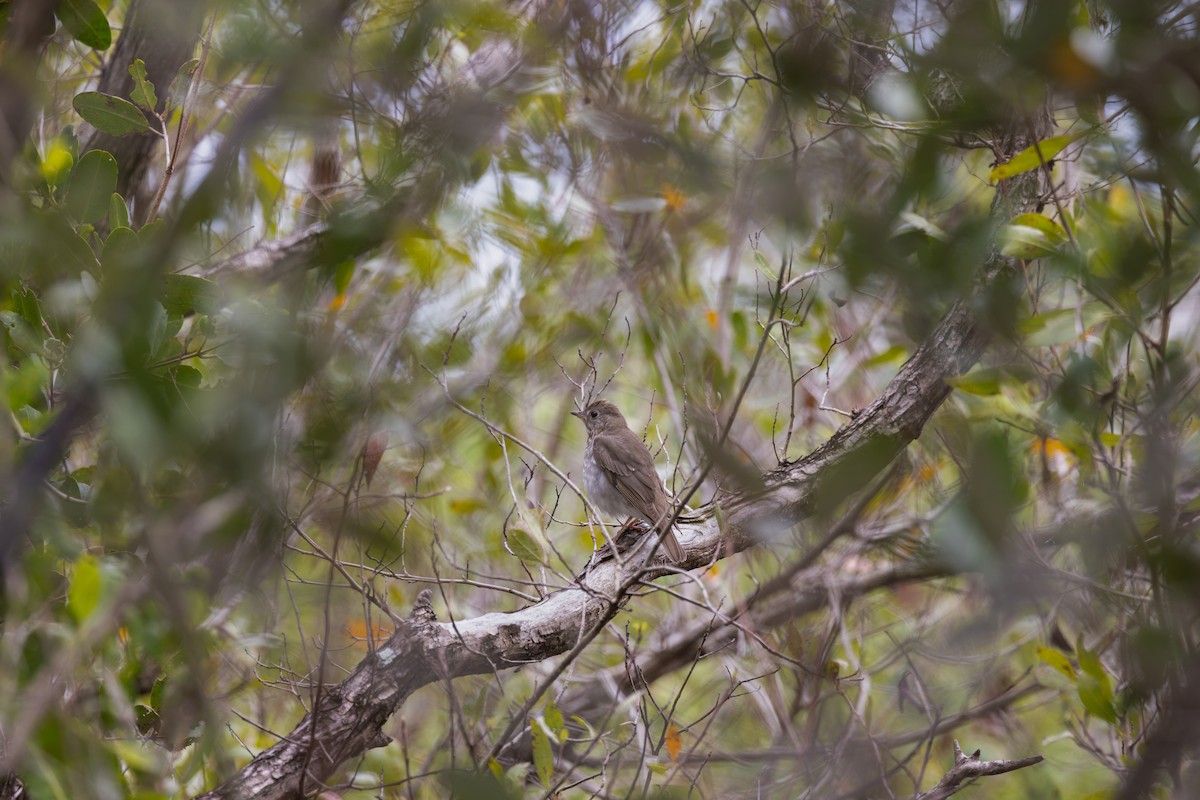 Gray-cheeked Thrush - ML656518798