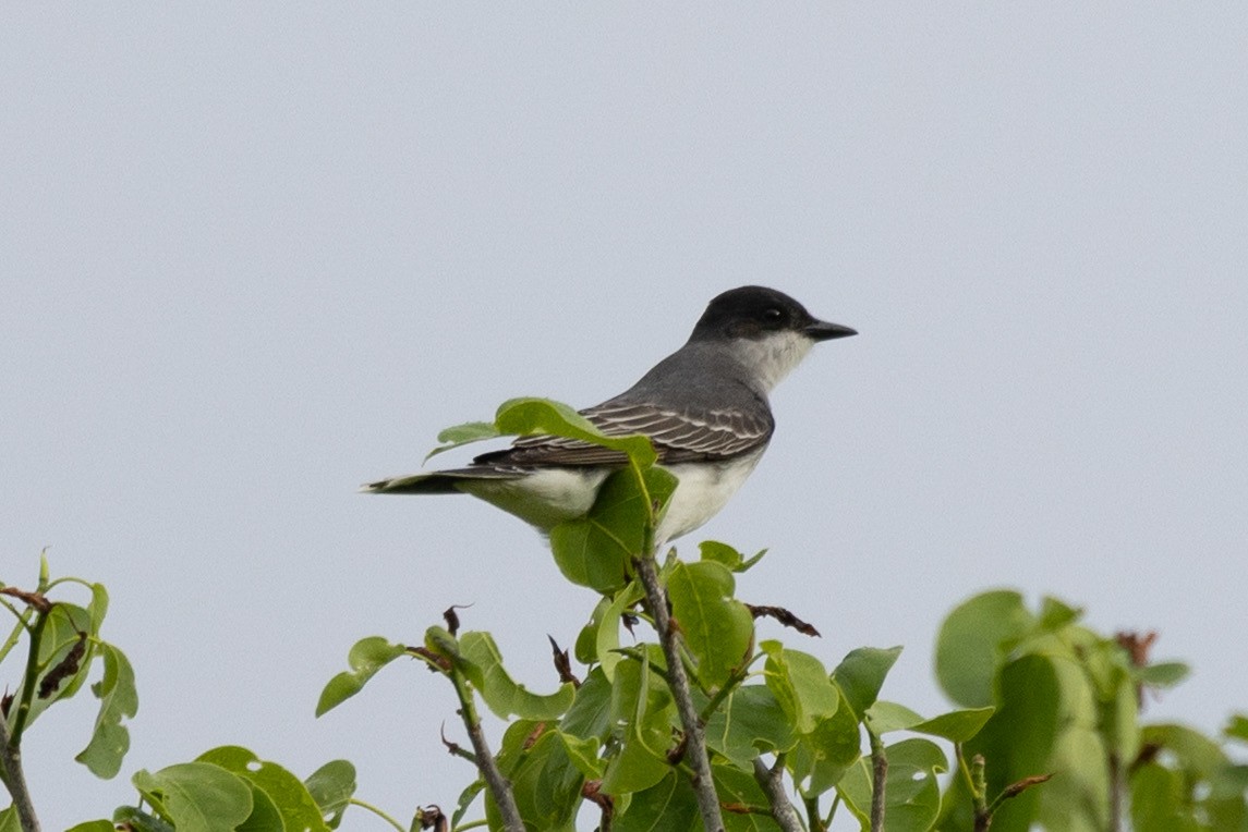 Eastern Kingbird - ML656518810