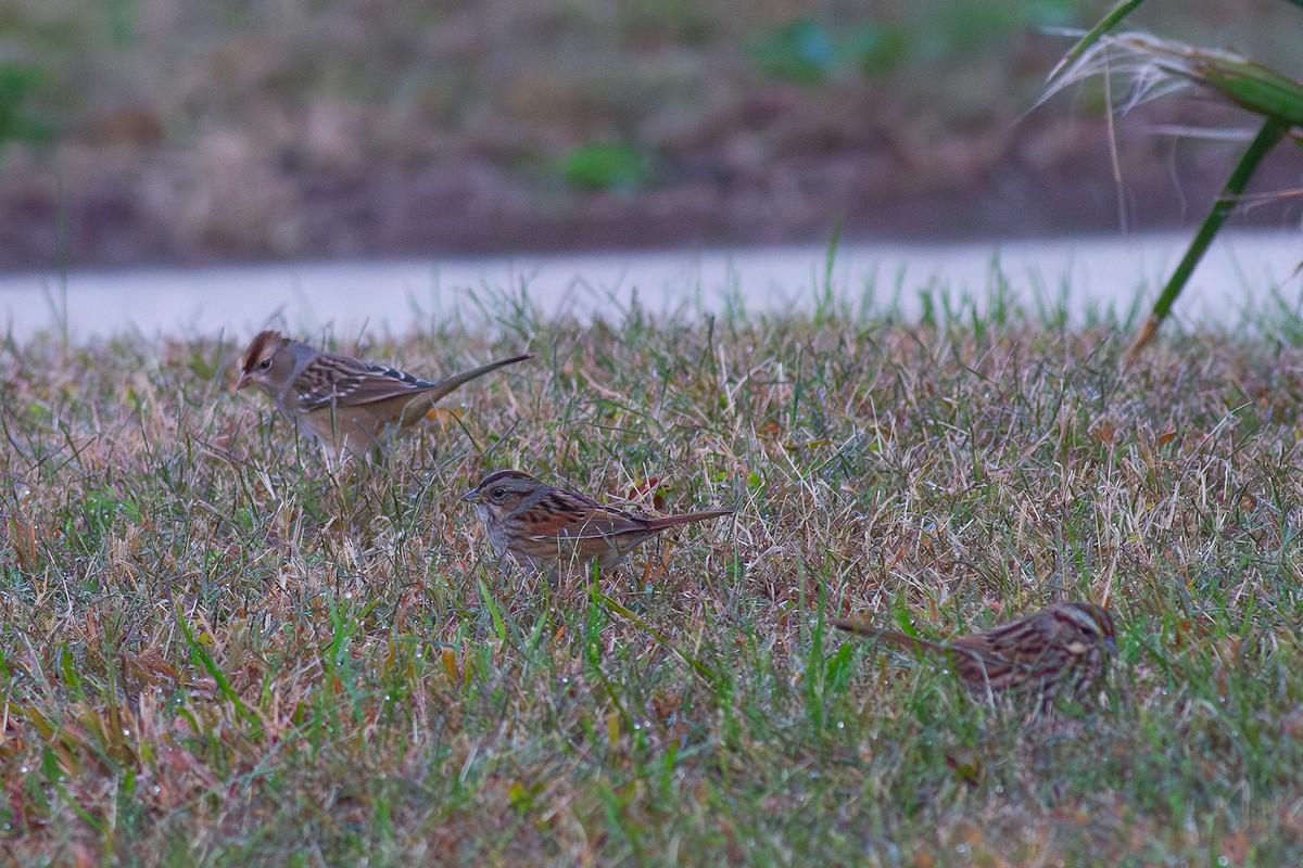White-crowned Sparrow - ML656518815