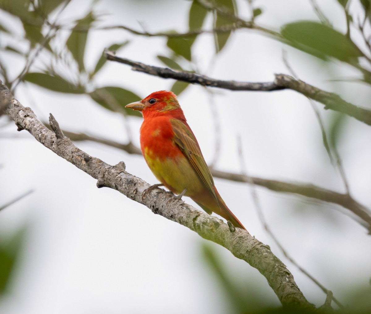 Summer Tanager - ML656518831