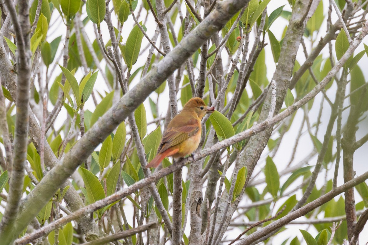 Summer Tanager - ML656518832