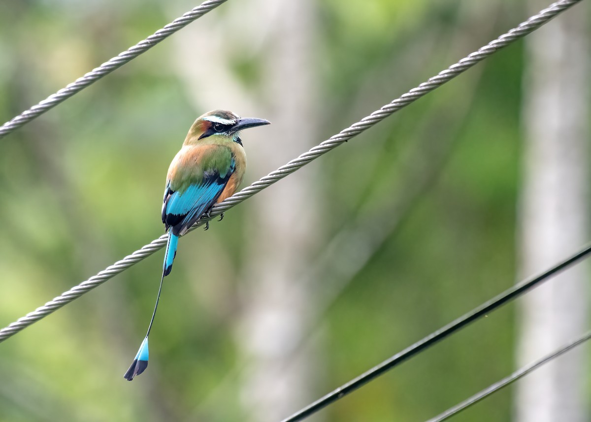 Turquoise-browed Motmot - ML656518835