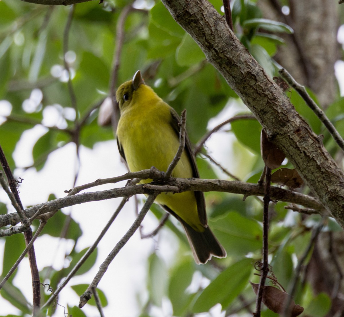 Scarlet Tanager - ML656518844
