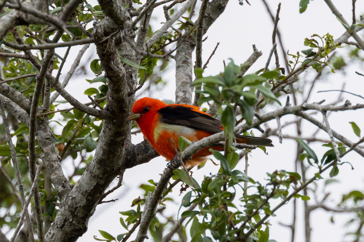 Scarlet Tanager - ML656518845
