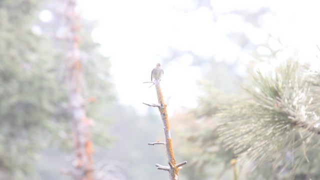 Western Wood-Pewee - ML656518919