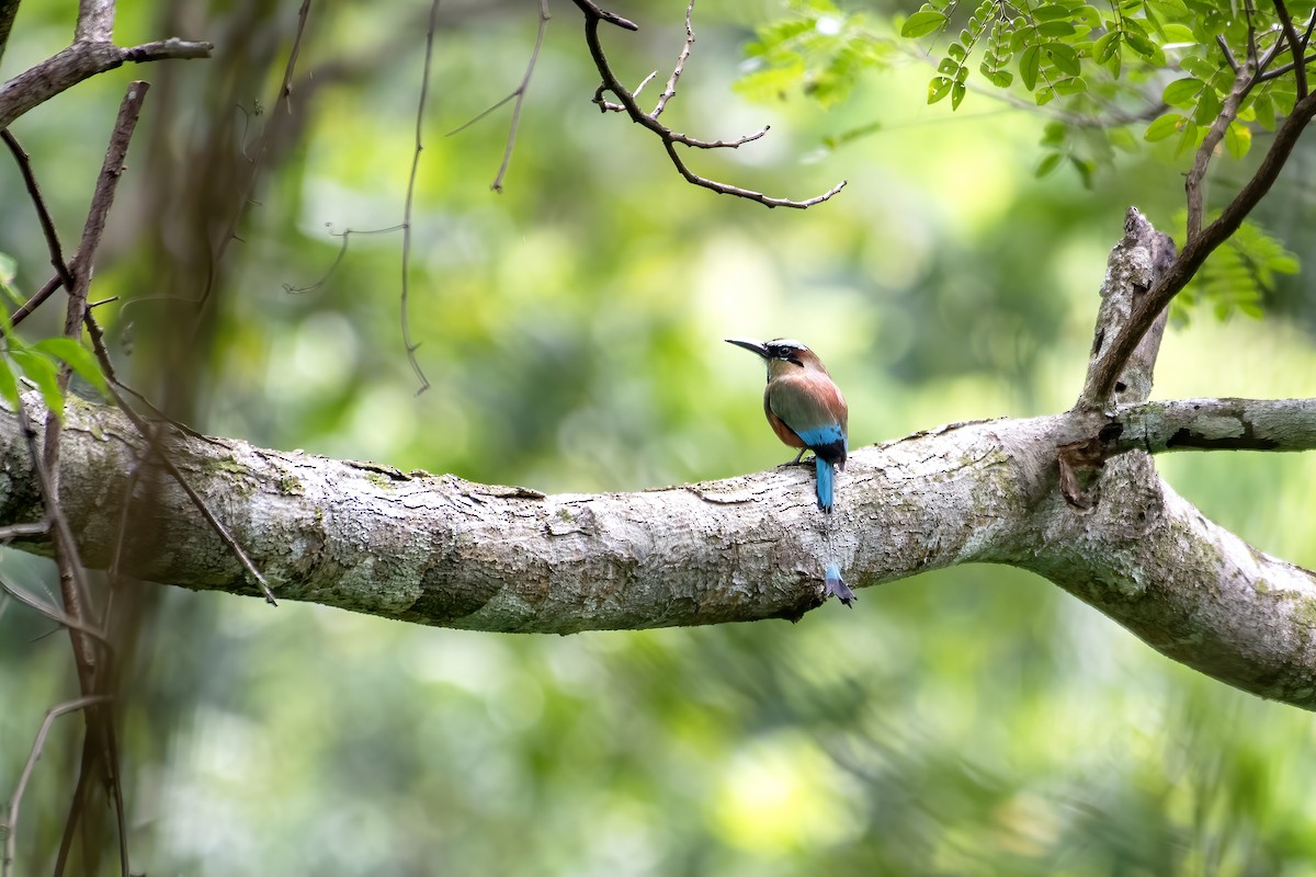 Turquoise-browed Motmot - ML656518920