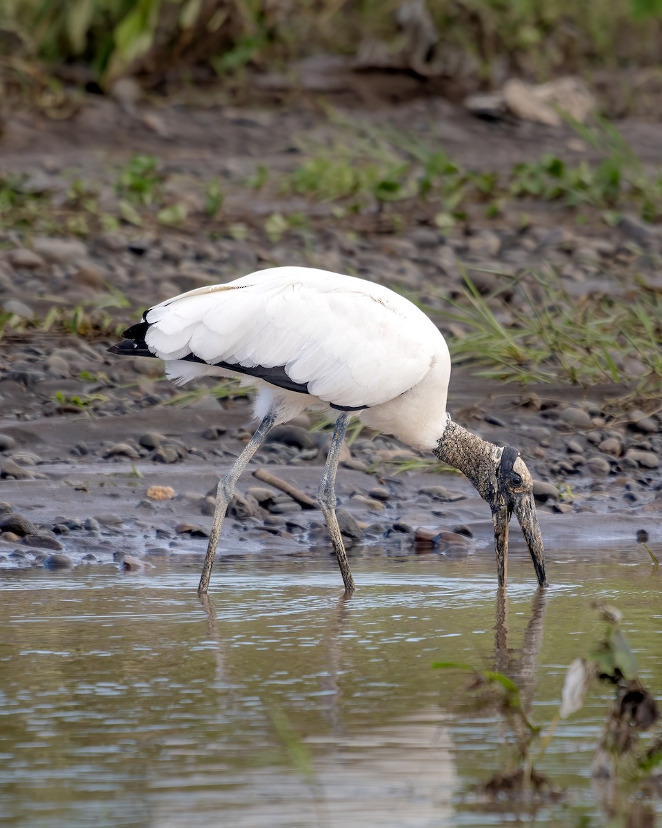 Wood Stork - ML656518985