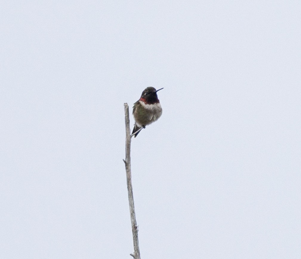 Ruby-throated Hummingbird - ML656519028