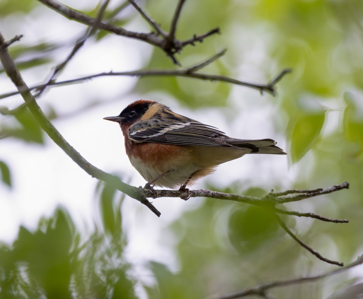 Bay-breasted Warbler - ML656519050