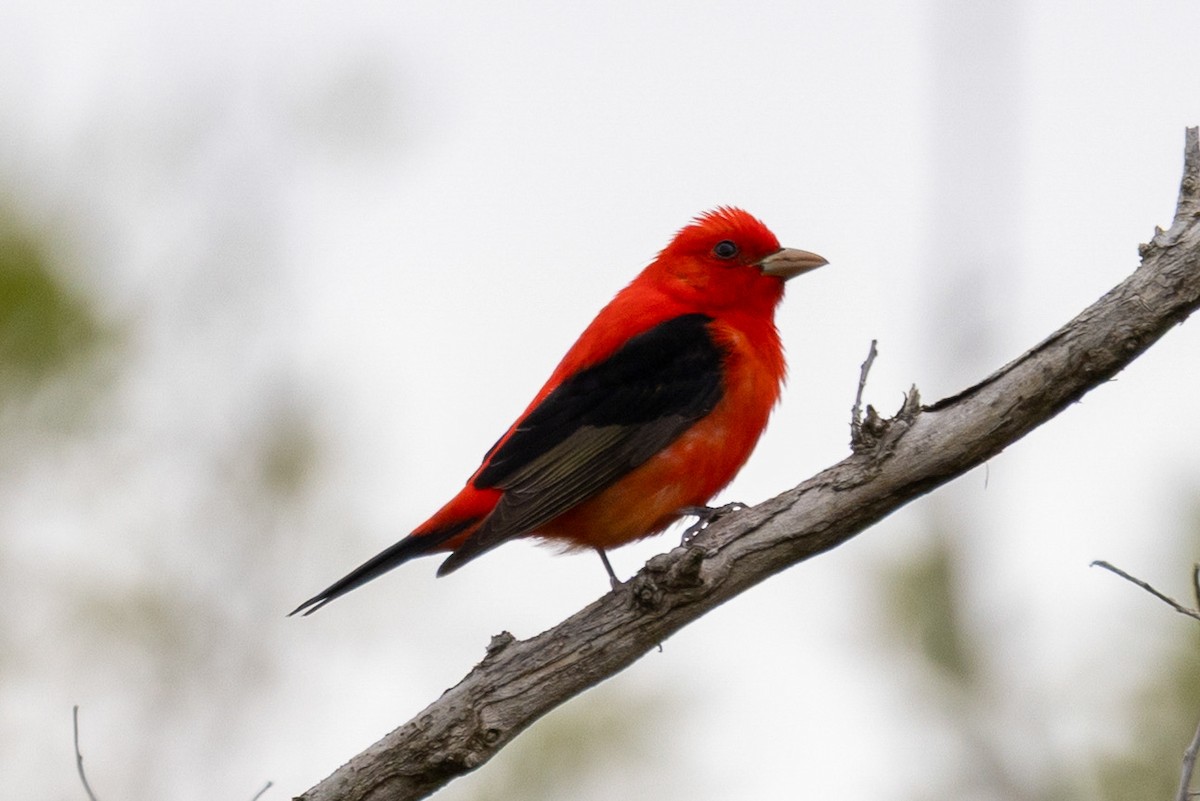 Scarlet Tanager - ML656519072