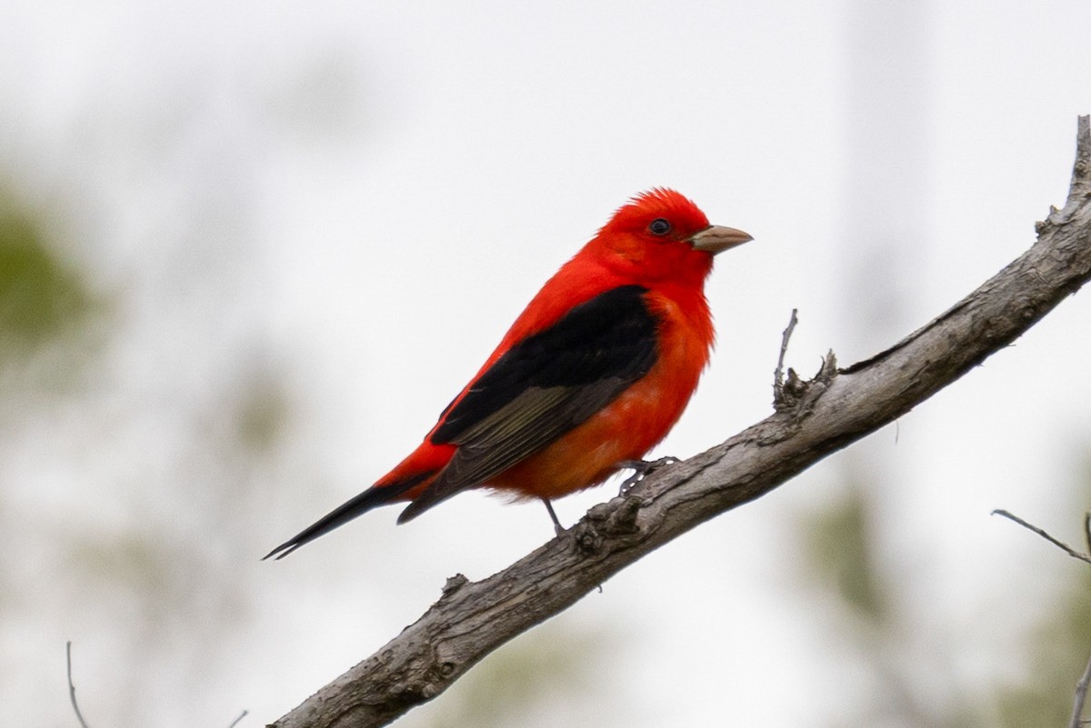 Scarlet Tanager - ML656519073