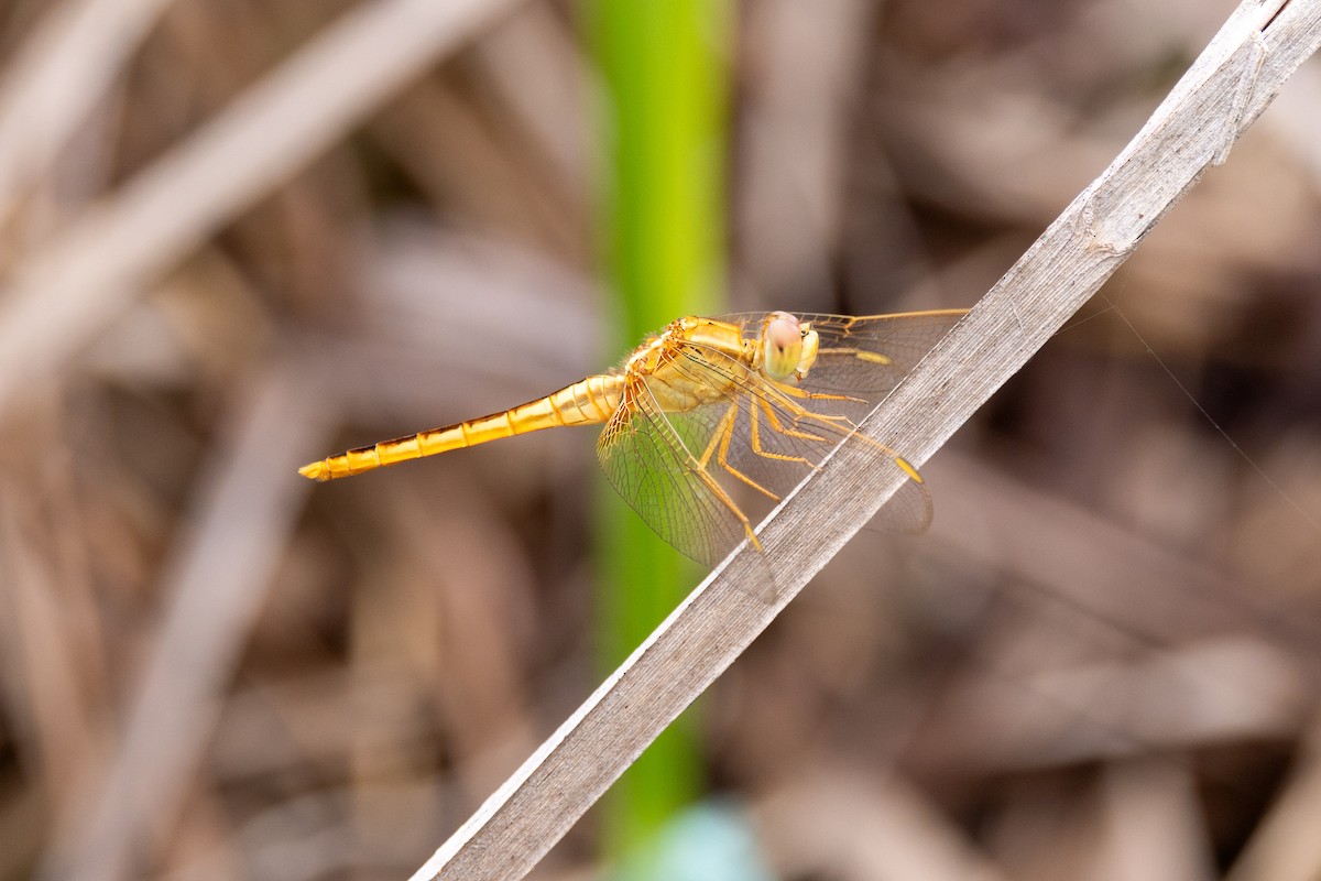 Scarlet Skimmer - ML656519110