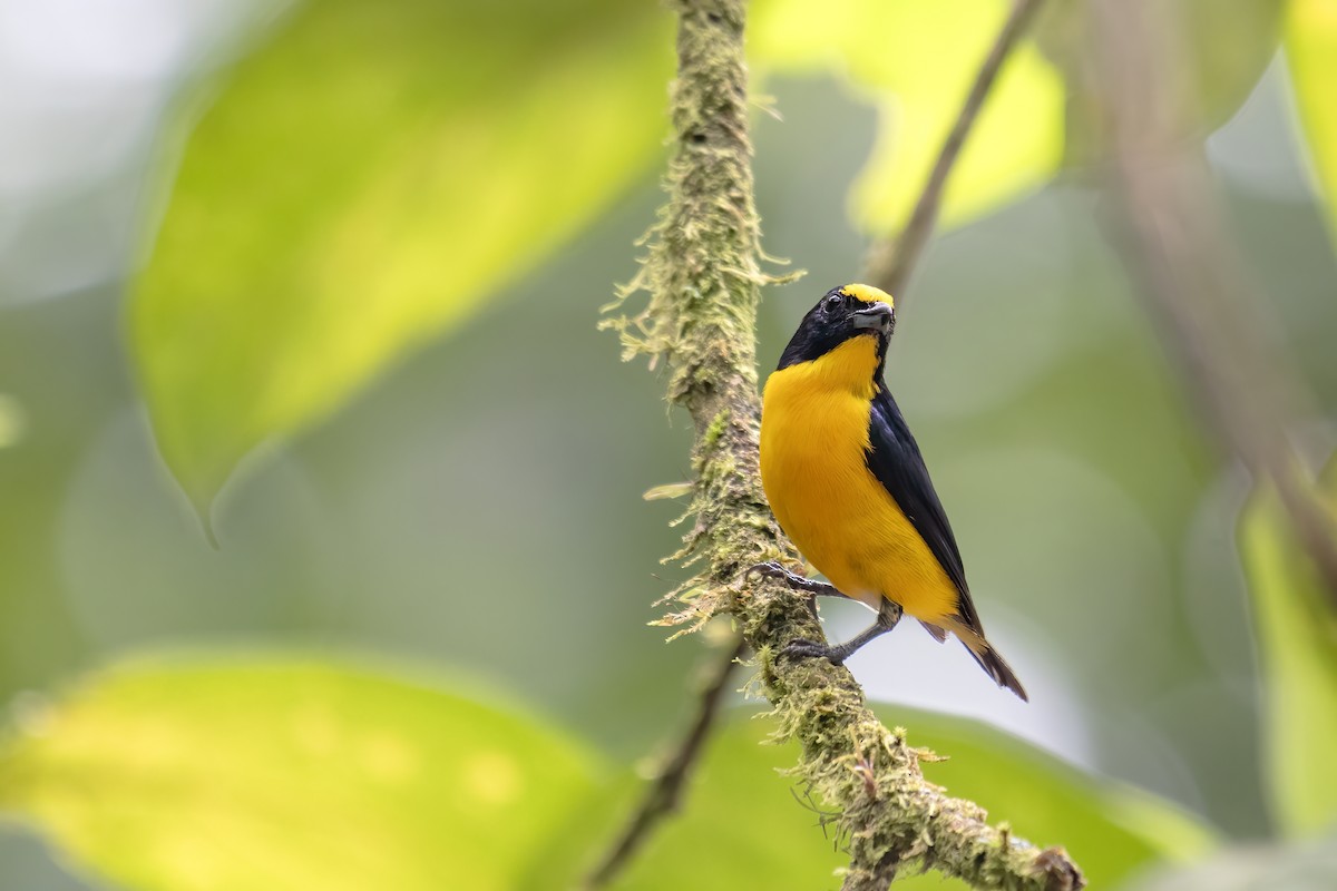 Yellow-throated Euphonia - ML656519158