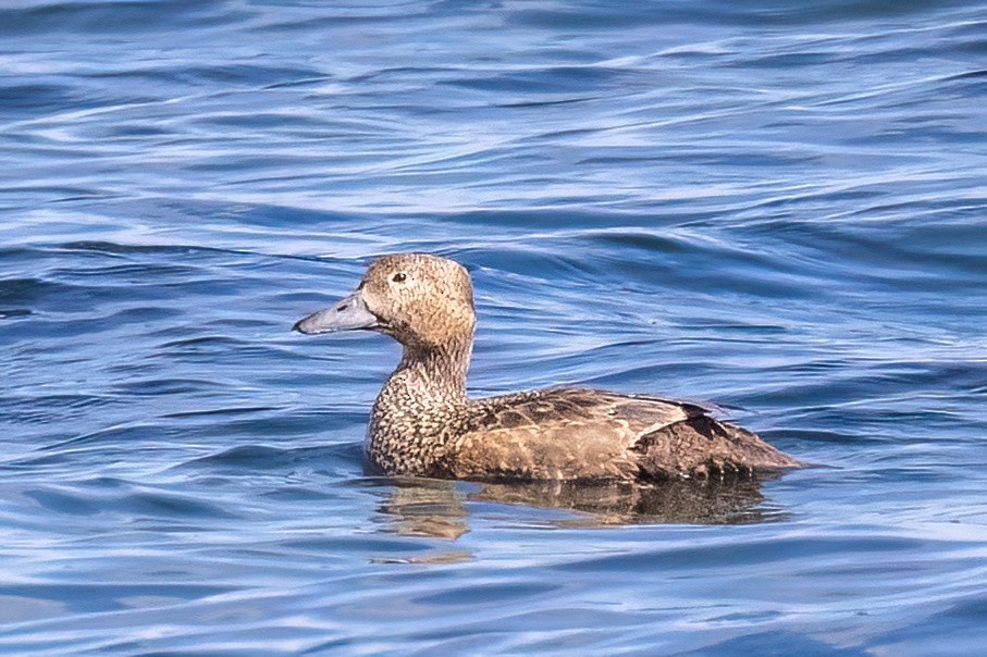 Steller's Eider - ML656519403