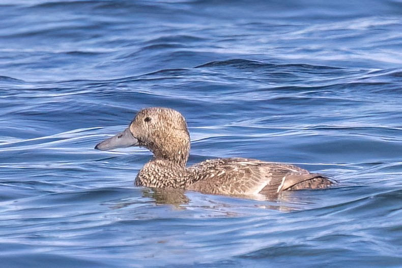 Steller's Eider - ML656519404