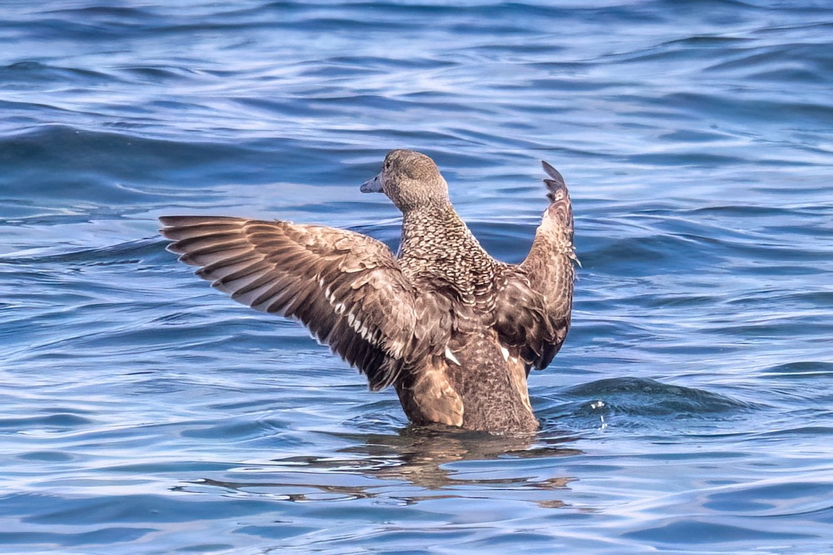 Steller's Eider - ML656519405