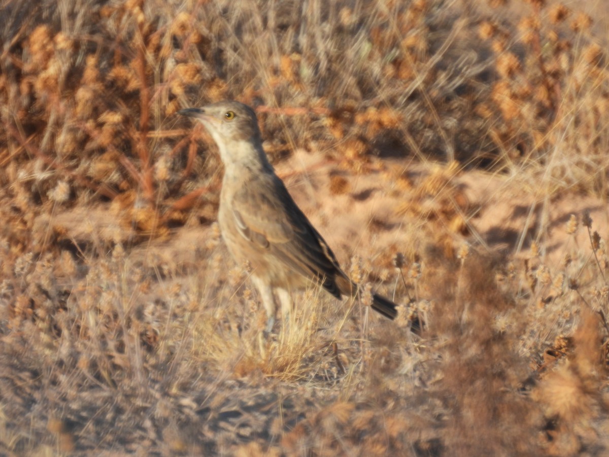 Bendire's Thrasher - ML656519653