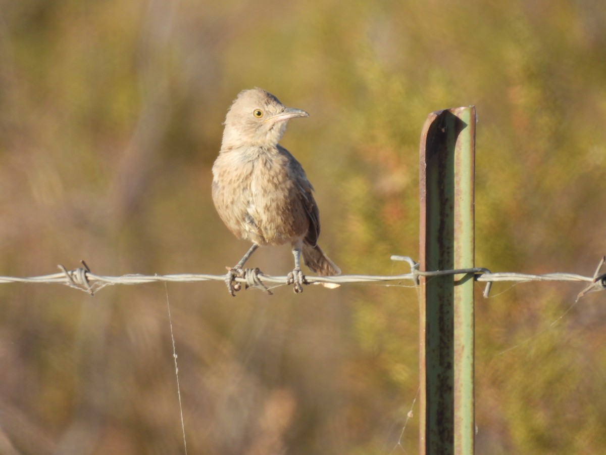 Bendire's Thrasher - ML656519662